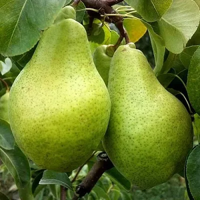 Груша НОЯБРЬСКАЯ ЗИМНЯЯ в Барнауле