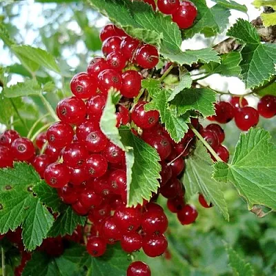 Смородина красная ГОЛЛАНДСКАЯ КРАСНАЯ  Смородина красная ГОЛЛАНДСКАЯ КРАСНАЯ в Барнауле