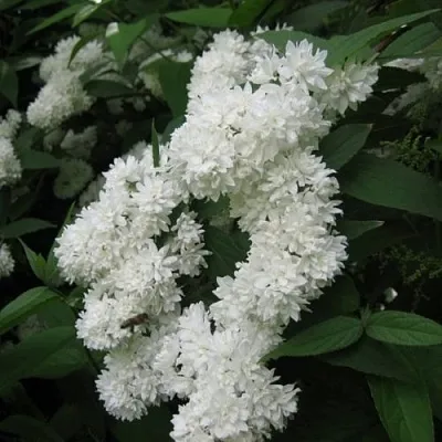 Дейция КАНДИДИССИМА шершавая  Дейция КАНДИДИССИМА шершавая в Барнауле