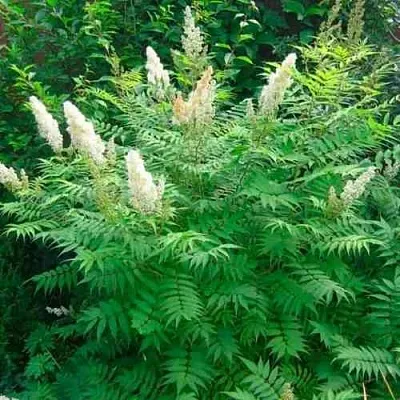 Рябинник рябинолистный СЭМ  Рябинник рябинолистный СЭМ в Барнауле