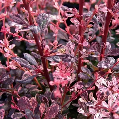 Барбарис АРЛЕКИН тунберга в Барнауле