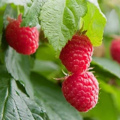 Малина МАРАВИЛЛА  Малина МАРАВИЛЛА в Барнауле