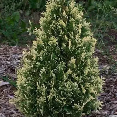 Туя БРАБАНТ ВАРИЕГАТТА западная  Туя БРАБАНТ ВАРИЕГАТТА западная в Барнауле