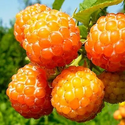 Жёлтая  Жёлтая в Барнауле