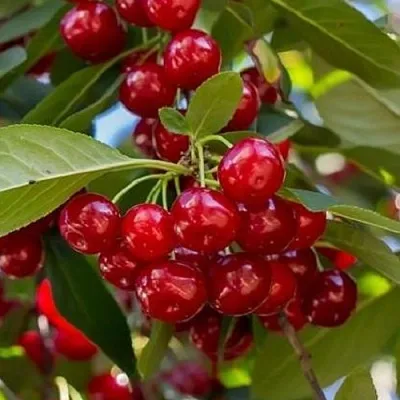 Вишня ГИРЛЯНДА в Барнауле