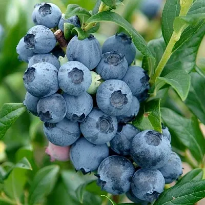 Голубика ХАРДИБЛЮ  Голубика ХАРДИБЛЮ в Барнауле