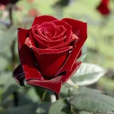 Саженцы роз ТАБУ чайно-гибридная в Барнауле