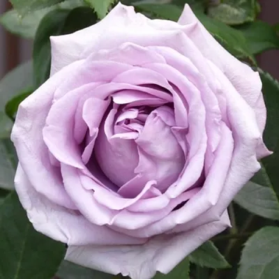 Саженцы роз ИНДИГОЛЕТТА плетистая  Саженцы роз ИНДИГОЛЕТТА плетистая в Барнауле