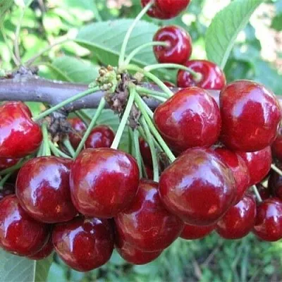 Вишня ДЕСЕРТНАЯ МОРОЗОВОЙ в Барнауле