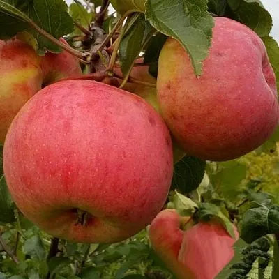 Яблоня БОЛОТОВСКОЕ  Яблоня БОЛОТОВСКОЕ в Барнауле