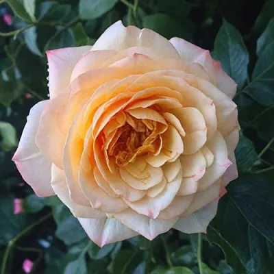 Саженцы роз АБЕЙ ДЕ СЕНТ-АМАН шраб  Саженцы роз АБЕЙ ДЕ СЕНТ-АМАН шраб в Барнауле