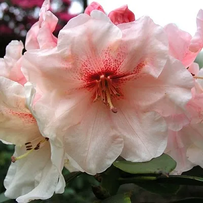 Рододендрон ХАНЯ	  Рододендрон ХАНЯ	 в Барнауле