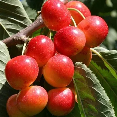 Черешня ГАСТИНЕЦ  Черешня ГАСТИНЕЦ в Барнауле