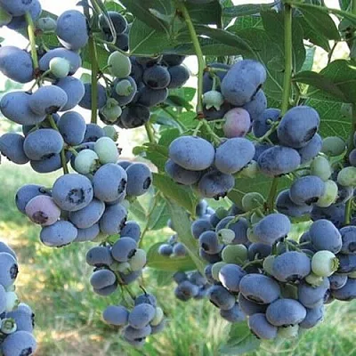 Голубика ЛИБЕРТИ  Голубика ЛИБЕРТИ в Барнауле