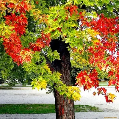 Клен  Клен в Барнауле