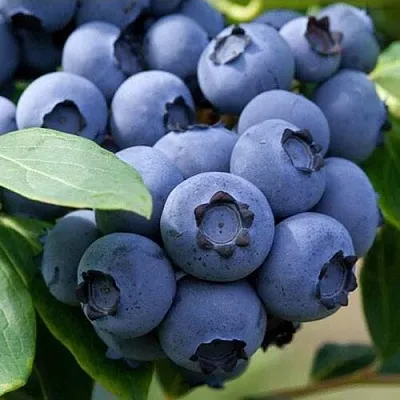 Голубика СПАРТАН  Голубика СПАРТАН в Барнауле