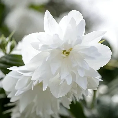 Жасмин МИНЕСОТА СНОУФЛЕЙК  Жасмин МИНЕСОТА СНОУФЛЕЙК в Барнауле