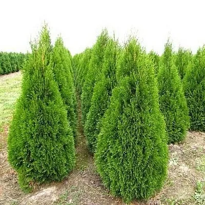 Туя СМАРАГД западная  Туя СМАРАГД западная в Барнауле