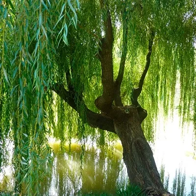 Ива  Ива в Барнауле