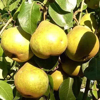 Груша ПЛАТОНОВСКАЯ  Груша ПЛАТОНОВСКАЯ в Барнауле
