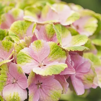 Гортензия МЭДЖИКАЛ КРИСТАЛЛ крупнолистная в Барнауле