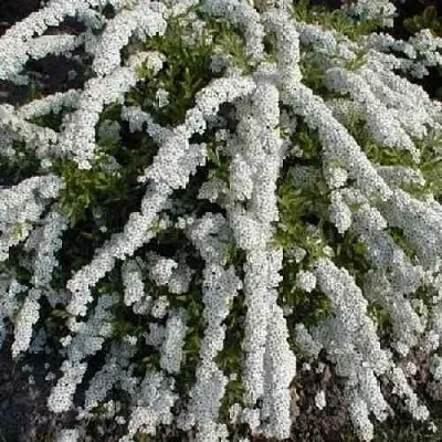 Спирея АРГУТА  Спирея АРГУТА в Барнауле