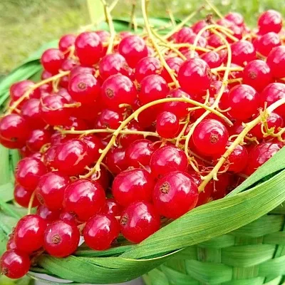 Красная  Красная в Барнауле