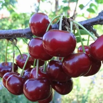 Вишня НОРД СТАР  Вишня НОРД СТАР в Барнауле