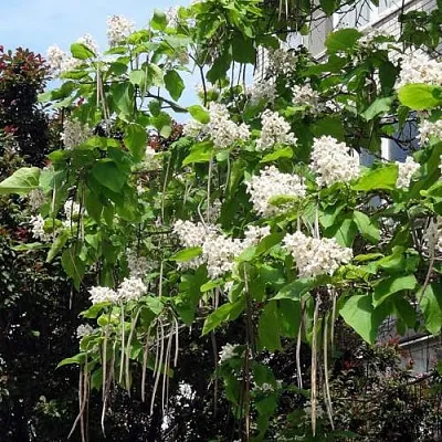 Катальпа  Катальпа в Барнауле