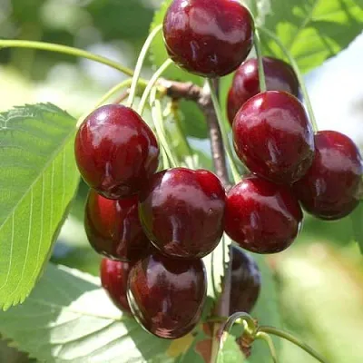 Черешня ОВСТУЖЕНКА в Барнауле