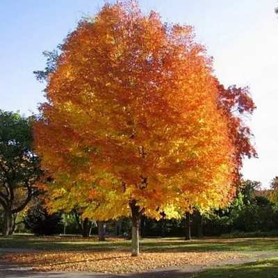 Клен серебристый  Клен серебристый в Барнауле