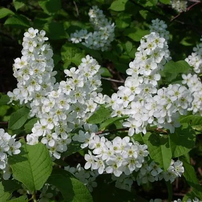 Черемуха ПАМЯТИ САЛАМАТОВА  Черемуха ПАМЯТИ САЛАМАТОВА в Барнауле