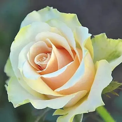 Саженцы роз ТАЛЕЯ чайно-гибридная в Барнауле