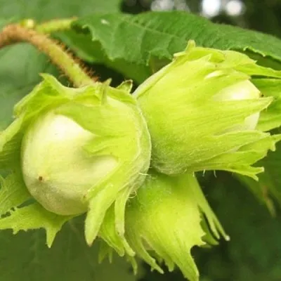 Фундук КАТАЛОНСКИЙ  Фундук КАТАЛОНСКИЙ в Барнауле