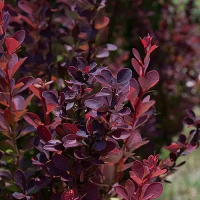 Барбарис ХЕЛМОНД ПИЛЛАР тунберга в Барнауле
