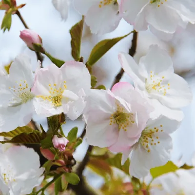 Вишня ОКАМЕ  Вишня ОКАМЕ в Барнауле