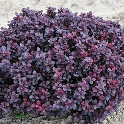 Барбарис КОНКОРД тунберга  Барбарис КОНКОРД тунберга в Барнауле