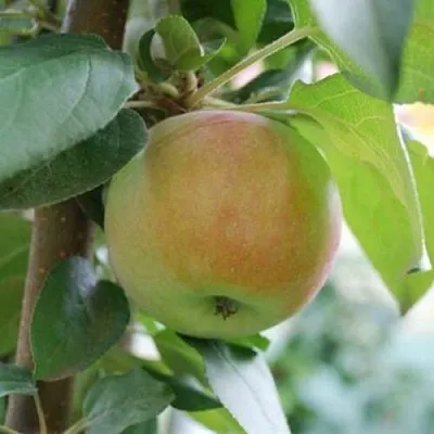 Яблоня ПОДСНЕЖНИК стелющаяся  Яблоня ПОДСНЕЖНИК стелющаяся в Барнауле