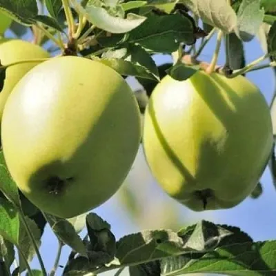 Яблоня САХАРНАЯ  Яблоня САХАРНАЯ в Барнауле