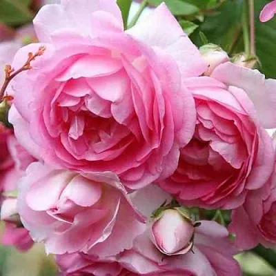 Саженцы роз ЖАСМИНА плетистая  Саженцы роз ЖАСМИНА плетистая в Барнауле