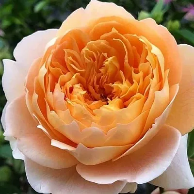 Саженцы роз ЭФФИ чайно-гибридная в Барнауле