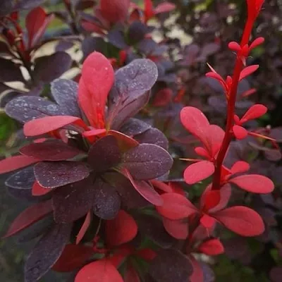 Барбарис РЕД ПИЛЛАР тунберга в Барнауле