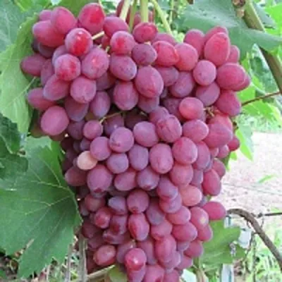 Виноград КИШМИШ ВЕЛЕС в Барнауле