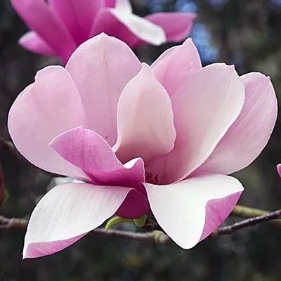 Магнолия РИККИ  Магнолия РИККИ в Барнауле