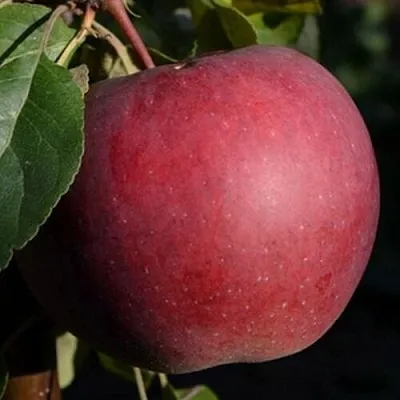 Яблоня БЕЛОРУССКОЕ СЛАДКОЕ  Яблоня БЕЛОРУССКОЕ СЛАДКОЕ в Барнауле