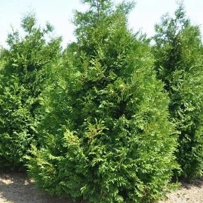 Туя ВАКСЕН западная  Туя ВАКСЕН западная в Барнауле