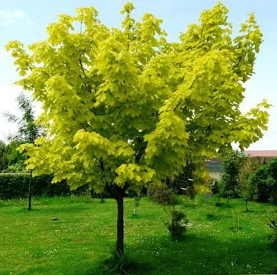 саженцы клена саженцы клена