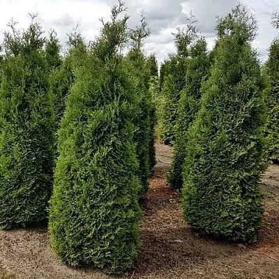 Туя ХОЛМСТРУП западная  Туя ХОЛМСТРУП западная в Барнауле