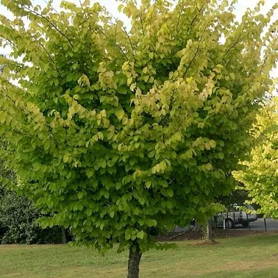 Вяз обыкновенный  Вяз обыкновенный в Барнауле