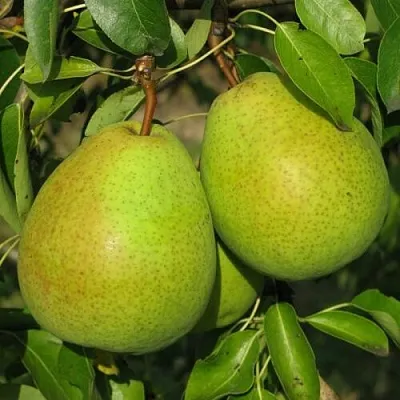 Груша НАЙТ-ВЕРТ колонновидная в Барнауле